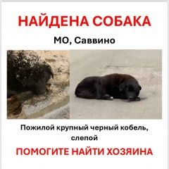 Подробнее об объявлении «Железнодорожный (Московск.) Найдена собака кобель» Фото: найдена собака  «Железнодорожный (Московск.) Найдена собака кобель» в г. Железнодорожный (Московск.)