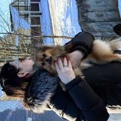 Подробнее об объявлении «Найдена собака Парголово» Фото: найдена собака  «Найдена собака Парголово» в г. Парголово