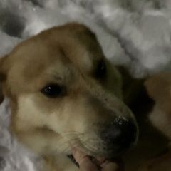 Подробнее об объявлении «Дмитров Найдена собака кабель в ошейнике, контактный, софрино» Фото: найдена собака  «Дмитров Найдена собака кабель в ошейнике,...» в г. Дмитров