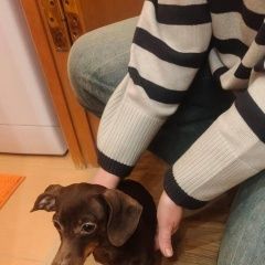 Подробнее об объявлении «Найдена собака Краснодар» Фото: найдена собака Такса «Найдена собака Краснодар» в г. Краснодар