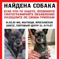 Подробнее об объявлении «Мытищи Найдена собака» Фото: найдена собака  «Мытищи Найдена собака» в г. Мытищи