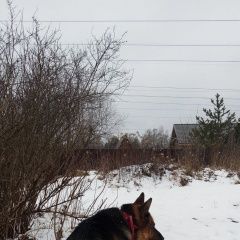 Подробнее об объявлении «Нарофоминск Найдена собака в таширово» Фото: найдена собака  «Нарофоминск Найдена собака в таширово» в г. Нарофоминск