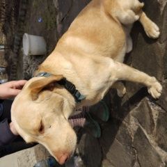 Подробнее об объявлении «Найдена собака кобель Гомель» Фото: найдена собака Лабрадор ретривер «Найдена собака кобель Гомель» в г. Гомель
