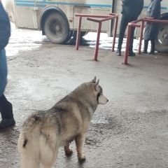 Подробнее об объявлении «Новочебоксарск Найдена собака на автовокзале бегает, хаски, глаза разн» Фото: найдена собака  «Новочебоксарск Найдена собака на автовокзале...» в г. Новочебоксарск