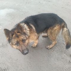 Подробнее об объявлении «Найдена собака кобель Шахты» Фото: найдена собака Немецкая овчарка «Найдена собака кобель Шахты» в г. Шахты