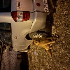 Подробнее об объявлении «Воронеж Найдена собака» Фото: найдена собака  «Воронеж Найдена собака» в г. Воронеж