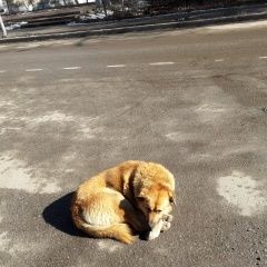 Подробнее об объявлении «Найдена собака на ошейнике: комиссар. знаю дорогу домой Жуковский» Фото: найдена собака  «Найдена собака на ошейнике: комиссар. знаю...» в г. Жуковский