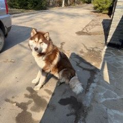 Подробнее об объявлении «Найдена собака кобель хаски, с ошейником. взяли на передержку Звенигород» Фото: найдена собака  «Найдена собака кобель хаски, с ошейником. взяли...» в г. Звенигород