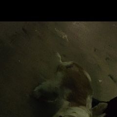 Подробнее об объявлении «Хабаровск Найдена собака пол не посмотрели» Фото: найдена собака  «Хабаровск Найдена собака пол не посмотрели» в г. Хабаровск