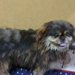 Подробнее об объявлении «Найдена собака Краснодар» Фото: найдена собака Пекинес «Найдена собака Краснодар» в г. Краснодар