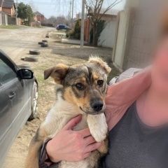 Подробнее об объявлении «Найдена собака Краснодар» Фото: найдена собака  «Найдена собака Краснодар» в г. Краснодар