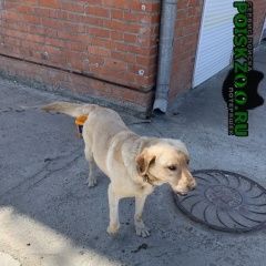 Подробнее об объявлении «Краснодар Найдена собака кобель» Фото: найдена собака Лабрадор ретривер «Краснодар Найдена собака кобель» в г. Краснодар