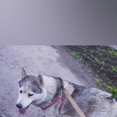 Подробнее об объявлении «Найдена собака Таганрог» Фото: найдена собака  «Найдена собака Таганрог» в г. Таганрог