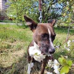 Подробнее об объявлении «Найдена собака ищет дом девочка эльба Краснодар» Фото: найдена собака  «Найдена собака ищет дом девочка эльба Краснодар» в г. Краснодар