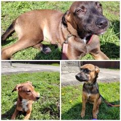 Подробнее об объявлении «Найдена собака три девочки 5 мес Краснодар» Фото: найдена собака  «Найдена собака три девочки 5 мес Краснодар» в г. Краснодар