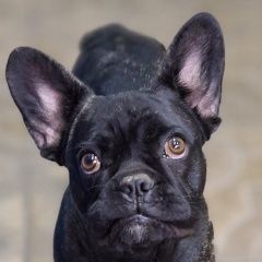 Подробнее об объявлении «Прохладный Найдена собака французский бульдог» Фото: найдена собака  «Прохладный Найдена собака французский бульдог» в г. Прохладный