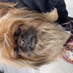 Подробнее об объявлении «Воронеж Найдена собака кобель пекинес» Фото: найдена собака Пекинес «Воронеж Найдена собака кобель пекинес» в г. Воронеж