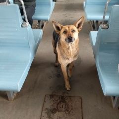 Подробнее об объявлении «Санкт-Петербург Найдена собака видели в токсово» Фото: найдена собака  «Санкт-Петербург Найдена собака видели в токсово» в г. Санкт-Петербург