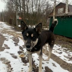 Подробнее об объявлении «Найдена собака кобель Дубна» Фото: найдена собака  «Найдена собака кобель Дубна» в г. Дубна
