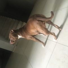 Подробнее об объявлении «Найдена собака Батуми» Фото: найдена собака Стаффордширский бультерьер «Найдена собака Батуми» в г. Батуми