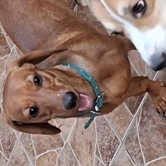 Подробнее об объявлении «Алушта Найдена собака» Фото: найдена собака  «Алушта Найдена собака» в г. Алушта