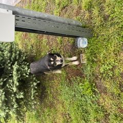 Подробнее об объявлении «Найдена собака Краснодар» Фото: найдена собака  «Найдена собака Краснодар» в г. Краснодар