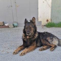 Подробнее об объявлении «Геленджик Найдена собака кобель» Фото: найдена собака Немецкая овчарка «Геленджик Найдена собака кобель» в г. Геленджик
