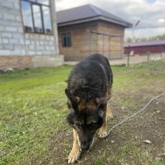 Подробнее об объявлении «Омск Найдена собака девочка в возрасте.» Фото: найдена собака  «Омск Найдена собака девочка в возрасте.» в г. Омск