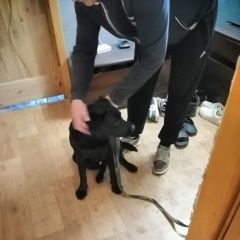 Подробнее об объявлении «Найдена собака кобель лабрадор молодой прихрамывает на задние Гомель» Фото: найдена собака Лабрадор ретривер «Найдена собака кобель лабрадор молодой...» в г. Гомель