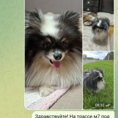 Подробнее об объявлении «Дзержинск Найдена собака кобель шпиц» Фото: найдена собака Померанский шпиц «Дзержинск Найдена собака кобель шпиц» в г. Дзержинск