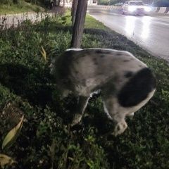 Подробнее об объявлении «Ростов-на-Дону Найдена собака» Фото: найдена собака  «Ростов-на-Дону Найдена собака» в г. Ростов-на-Дону