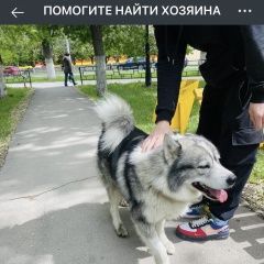 Подробнее об объявлении «Саратов Найдена собака заводской, энтузиастов 26» Фото: найдена собака  «Саратов Найдена собака заводской, энтузиастов 26» в г. Саратов