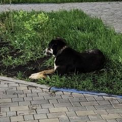 Подробнее об объявлении «Красноярск Найдена собака кобель собачка в е» Фото: найдена собака  «Красноярск Найдена собака кобель собачка в е» в г. Красноярск