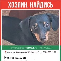 Подробнее об объявлении «Омск Найдена собака кобель» Фото: найдена собака Такса «Омск Найдена собака кобель» в г. Омск