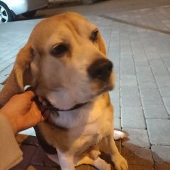 Подробнее об объявлении «Красноярск Найдена собака кобель» Фото: найдена собака Бигль «Красноярск Найдена собака кобель» в г. Красноярск