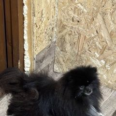 Подробнее об объявлении «Омск Найдена собака нашли шпица» Фото: найдена собака  «Омск Найдена собака нашли шпица» в г. Омск