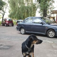 Подробнее об объявлении «Найдена собака кобель с сереристым ошейником Гомель» Фото: найдена собака  «Найдена собака кобель с сереристым ошейником...» в г. Гомель