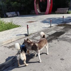 Подробнее об объявлении «Москва Найдена собака замечена в р-не солнцево» Фото: найдена собака  «Москва Найдена собака замечена в р-не солнцево» в г. Москва