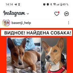 Подробнее об объявлении «Видное Найдена собака басенджи в видном» Фото: найдена собака Басенджи «Видное Найдена собака басенджи в видном» в г. Видное