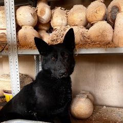 Подробнее об объявлении «Внуково Найдена собака овчарка в красном ошейнике» Фото: найдена собака  «Внуково Найдена собака овчарка в красном ошейнике» в г. Внуково