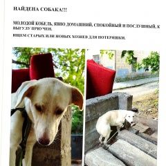 Подробнее об объявлении «Донецк (ДНР) Найдена собака кобель» Фото: найдена собака  «Донецк (ДНР) Найдена собака кобель» в г. Донецк (ДНР)