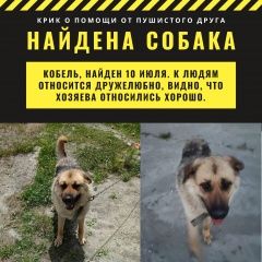 Подробнее об объявлении «Южно-Сахалинск Найдена собака кобель, прибился 10 июля» Фото: найдена собака  «Южно-Сахалинск Найдена собака кобель, прибился...» в г. Южно-Сахалинск