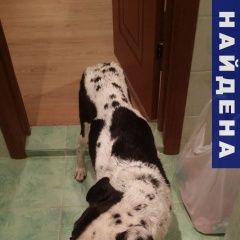 Подробнее об объявлении «Найдена собака кобель Дедовск» Фото: найдена собака  «Найдена собака кобель Дедовск» в г. Дедовск