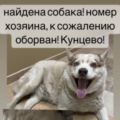 Подробнее об объявлении «Найдена собака кунцево Москва» Фото: найдена собака  «Найдена собака кунцево Москва» в г. Москва