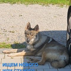 Подробнее об объявлении «Малоярославец Найдена собака кобель» Фото: найдена собака  «Малоярославец Найдена собака кобель» в г. Малоярославец