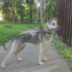Подробнее об объявлении «Королев Найдена собака кобель пёс г. королёв» Фото: найдена собака  «Королев Найдена собака кобель пёс г. королёв» в г. Королев
