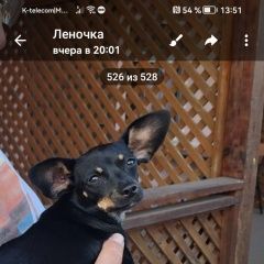 Подробнее об объявлении «Геническ Найдена собака собачка» Фото: найдена собака Русский той-терьер «Геническ Найдена собака собачка» в г. Геническ