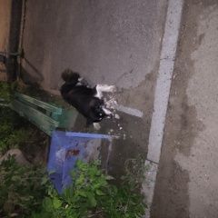 Подробнее об объявлении «Ангарск Найдена собака кобель думаю домашний» Фото: найдена собака  «Ангарск Найдена собака кобель думаю домашний» в г. Ангарск