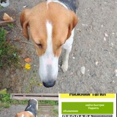 Подробнее об объявлении «Найдена собака похожа на грату Нижний Тагил» Фото: найдена собака Гончая «Найдена собака похожа на грату Нижний Тагил» в г. Нижний Тагил