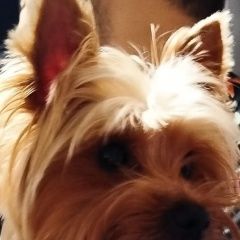 Подробнее об объявлении «Новороссийск Найдена собака кобель нашли собаку в районе улицы тобольская» Фото: найдена собака Йоркширский терьер «Новороссийск Найдена собака кобель нашли собаку...» в г. Новороссийск